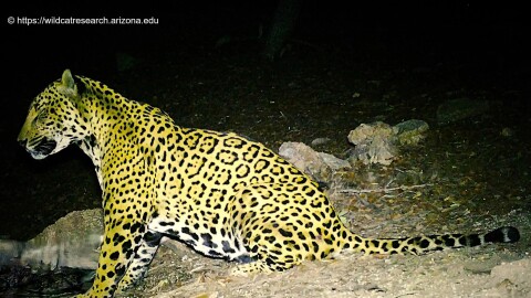 Jaguar