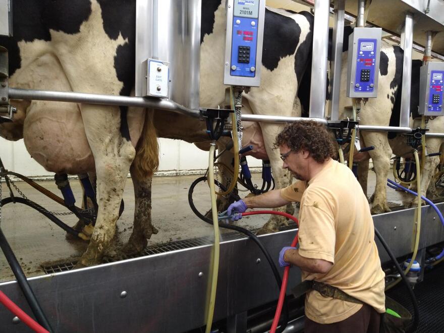 An inmate the state identifies as "Craig" washes the floor underneath a cow, ahead of milking the animal.