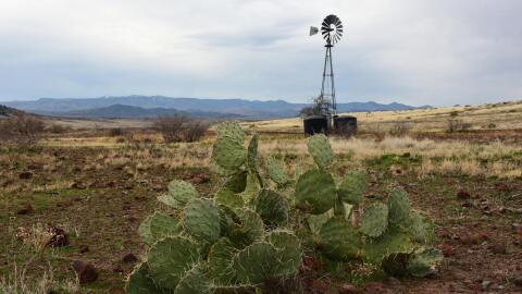 Cactus in the foreground with a windmill in the background. 