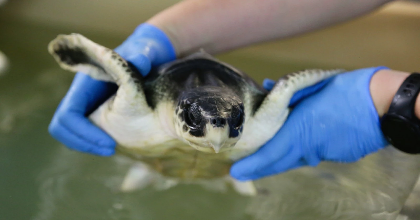 Topsail Turtle Project participating in major international climate change study