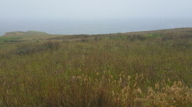 Grasslands on a bluff overlooking the ocean.