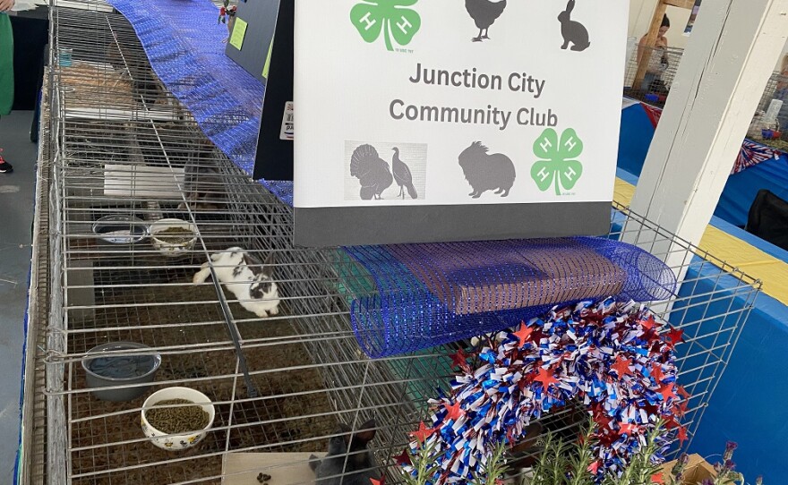 A rabbit sits in its cage at the Lane County Fair.