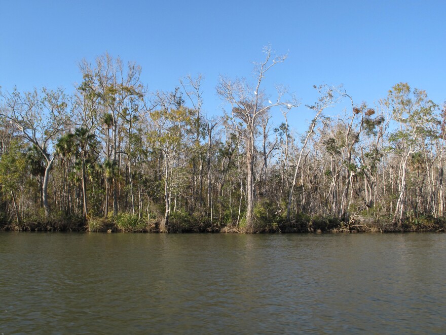 Trees line the water's edge along Florida's Apalachicola River. Millions of tupelo trees and freshwater grasses have been choked out by salt water creeping farther inshore.