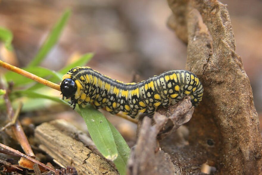 A Pine Sawfly Larva.