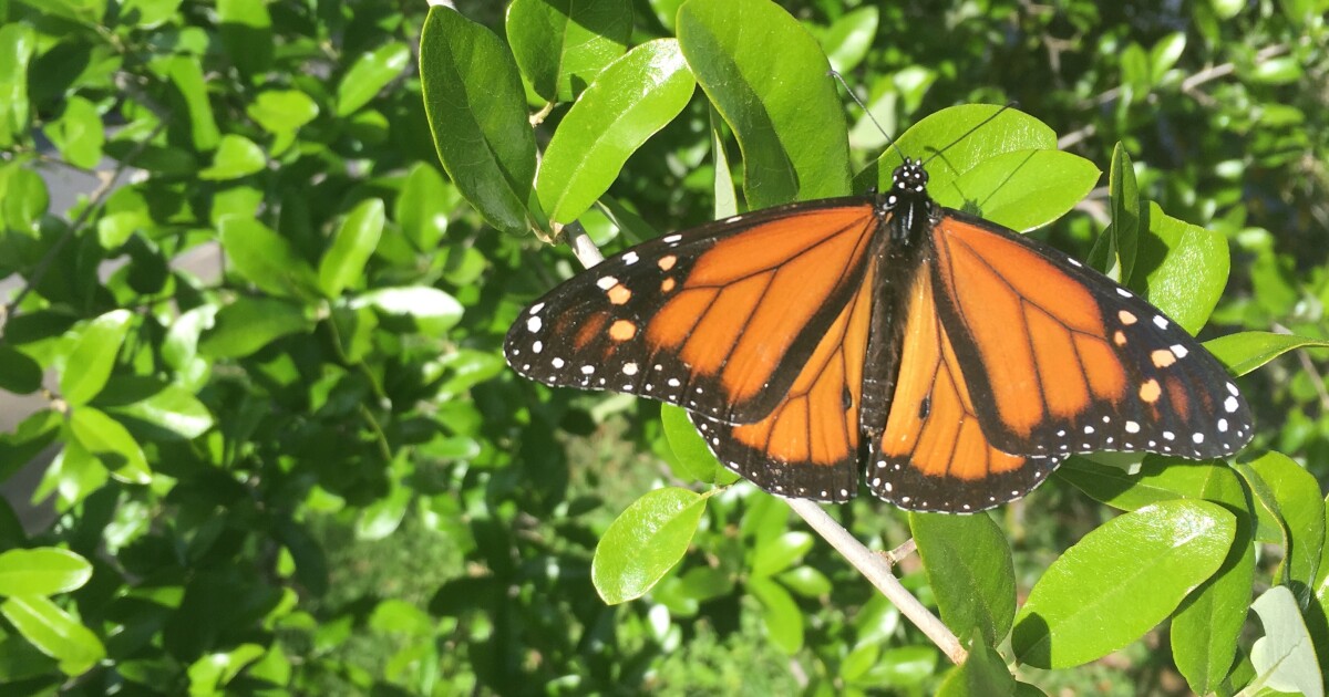 How to Help Monarch Butterflies Without Accidentally Luring Them to