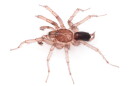 A brown spider with a dark brown abdomen sits on a white background. 