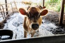 Bailey, a yearling [young] heifer calf who lives at the Ropp family farm in Normal. She is standing in mud.