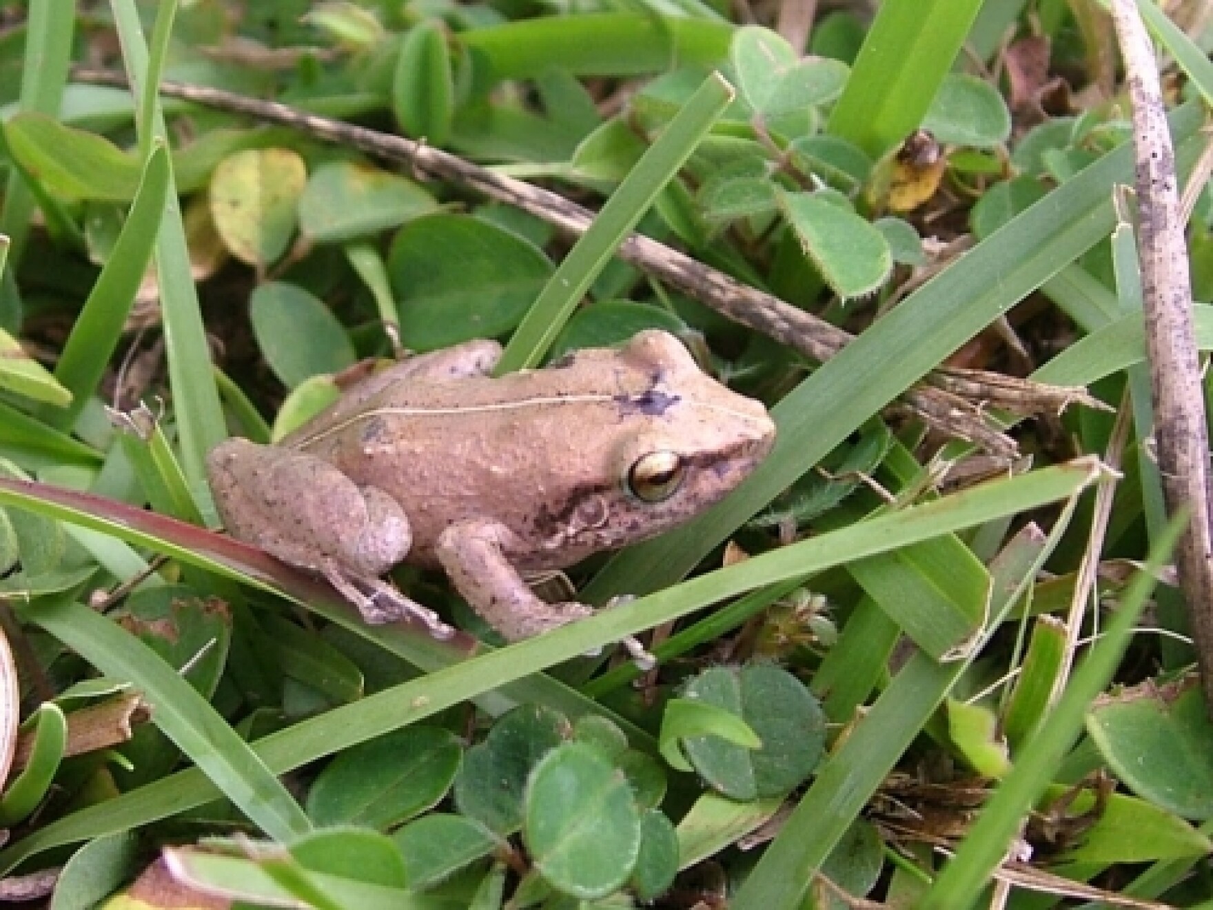 Maui group aims to expand coqui frog eradication efforts Hawai'i