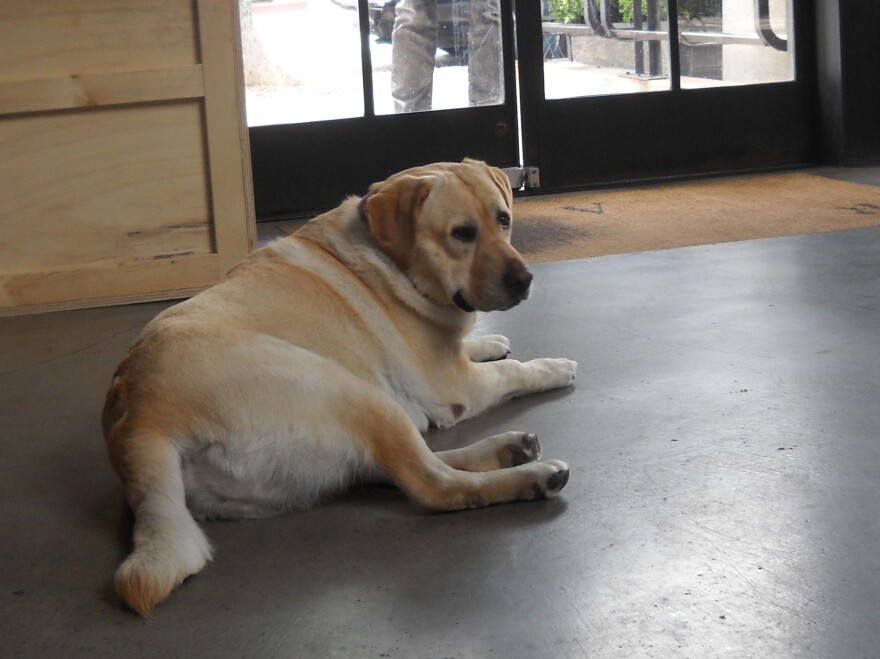 Tank relaxes in the lobby of RSA Films in Los Angeles. About a dozen dogs accompany their owners to the RSA office each day.