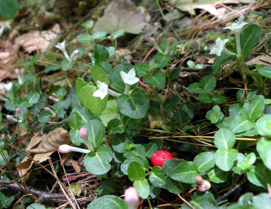 Partridge berry