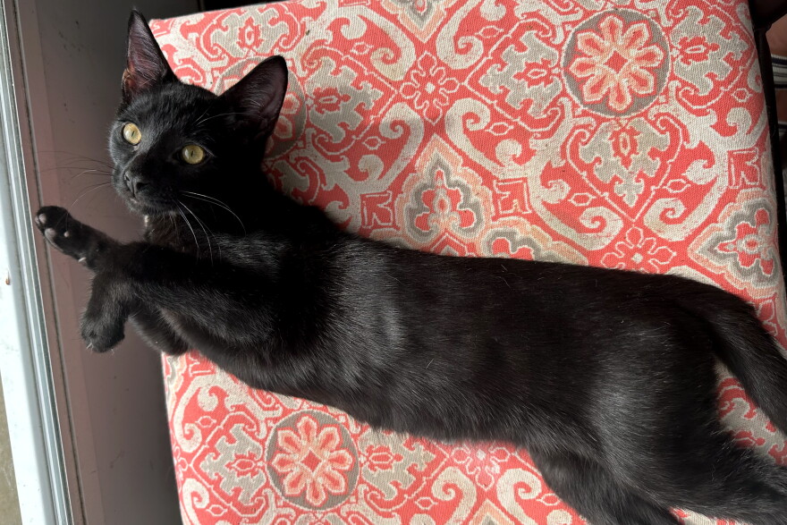 Fritz is still awaiting adoption at Foster and Forever Pet Rescue months after all his siblings already got picked.