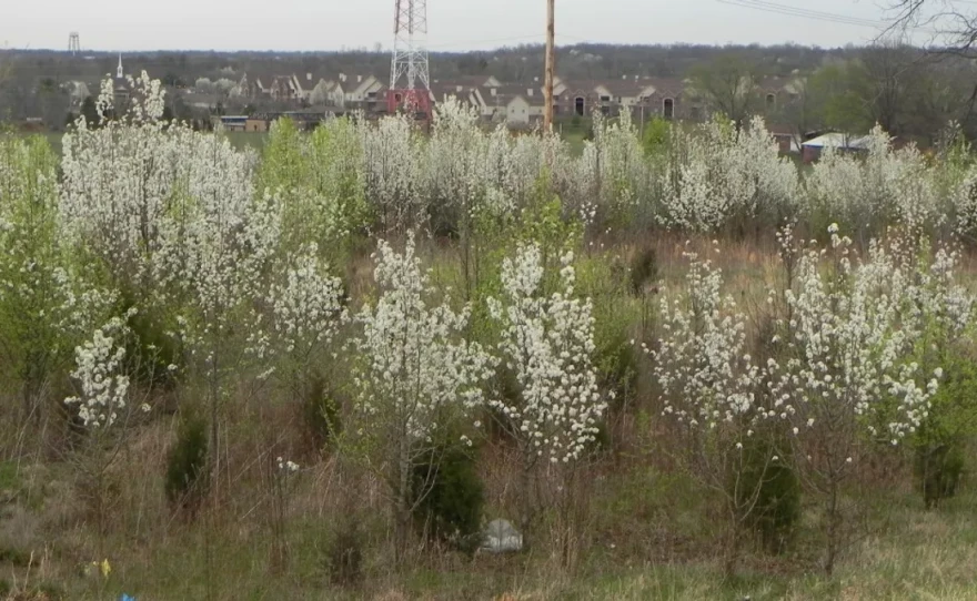 Also known as Bradford pear trees, Callery pear trees’ white flowers in spring (shown) give a visual attractiveness to these non-native, invasive trees. However, the trees pose numerous problems for landowners and wildlife.