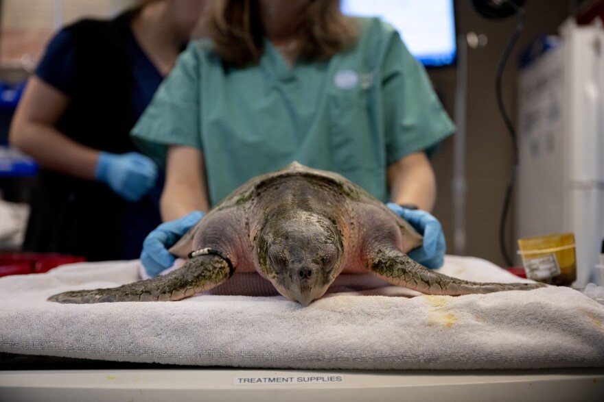New England Aquarium volunteer Kirstin Gray, right, holds a sea turtle as it is being checked at a New England Aquarium animal hospital in Quincy, Mass. on Tuesday, Dec. 3, 2024. (Raquel C. Zaldívar/New England News Collaborative)