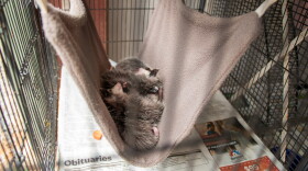 Baby possums nap together during WildCare's fundraiser.