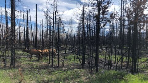 Elk graze in a a forest burned by the East Troublesome Fire near Grand Lake.