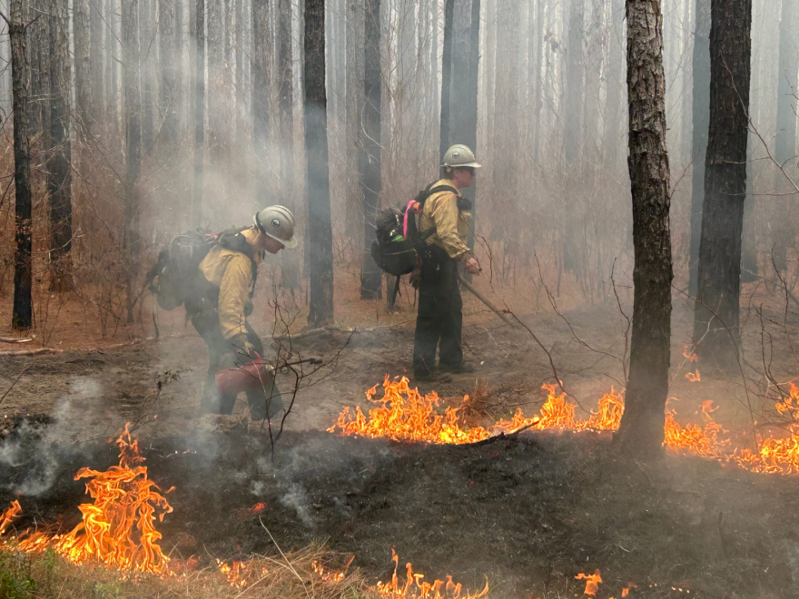 Two wildland firefighters conducting a prescribed burn in a forest.