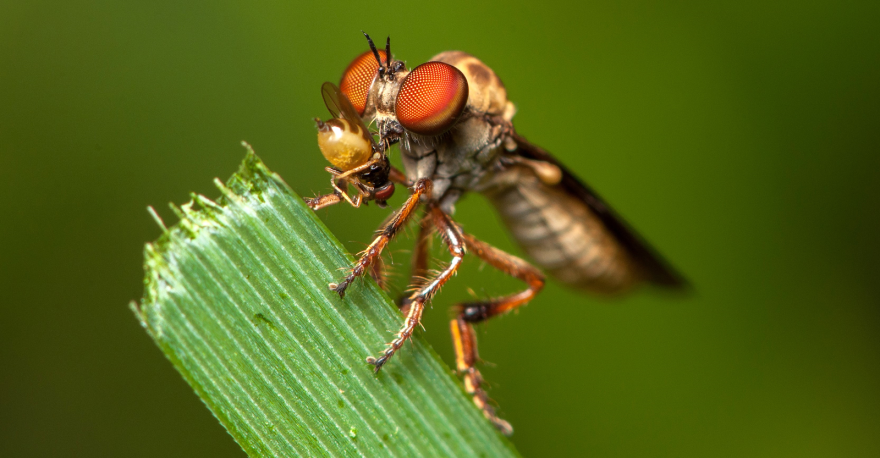 Robber flies - Holcocephala - Robber flies are among the most agile predators in the insect world. Larger specimens can take down bees and dragonflies while small ones, like this gnat ogre, capture ants and small flies .