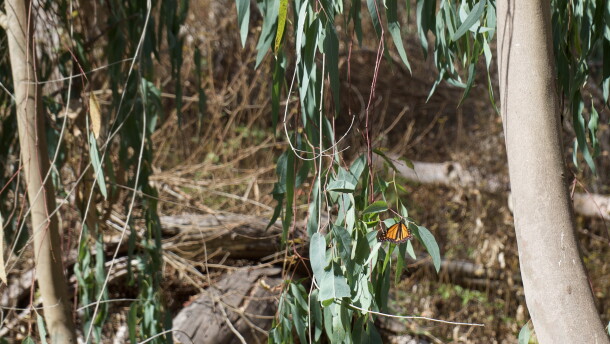 A butterfly rests on a long flat leaf. Trees and brush in the background. A large trunk on the right side of the image.