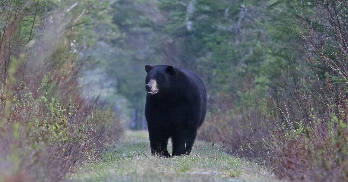 Essential Guide: Why Overnight Hikers in the Pemi Wilderness Must Use Bear-Proof Food Canisters Essential Guide: Why Overnight Hikers in the Pemi Wilderness Must Use Bear-Proof Food Canisters