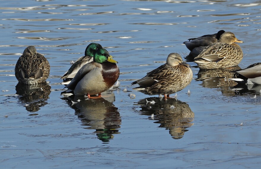 Ducks sit together on a frozen pond in Concord, Tuesday, Jan. 2, 2018. Temperatures plummeted overnight.