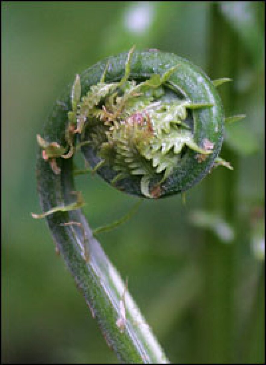 A fiddlehead fern in Vermont.