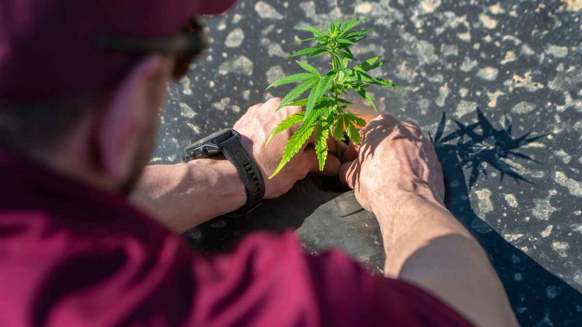 SIU prof: Reclassifying cannabis would benefit businesses - Vimarsana News