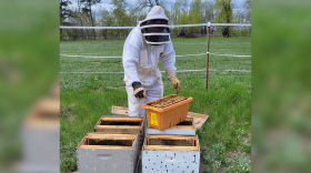 Pat Montague installs nuclear bee hive colonies in the spring to replace hives that did not make it through the winter at Bee'n Happy Farms. He wears a beekeeping suit and is reaching for a container of bees that will be placed into the hive boxes.