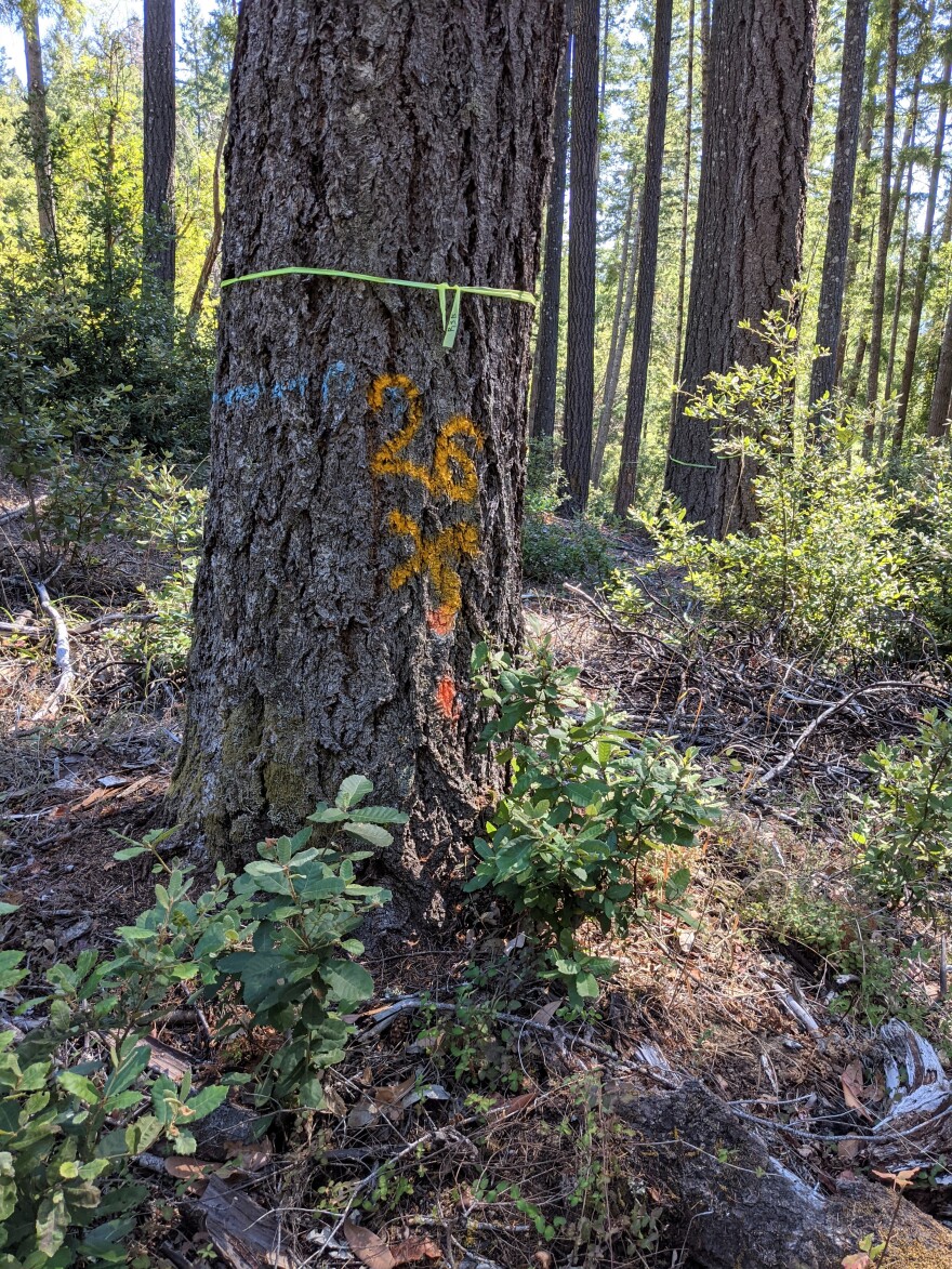 A valuable tree marked for removal with non standard forestry markings.