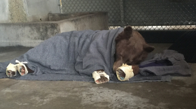 The bear's burned paws are wrapped in corn husks to delay the desire to chew off the tilapia bandages.