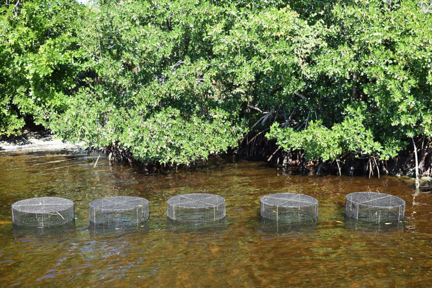 Five "herbivore exclusion cages" rest over planted seagrass to protect seedlings from being grazed before becoming established.