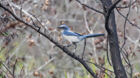 A blue and white scrub-jay sitting in a tree.