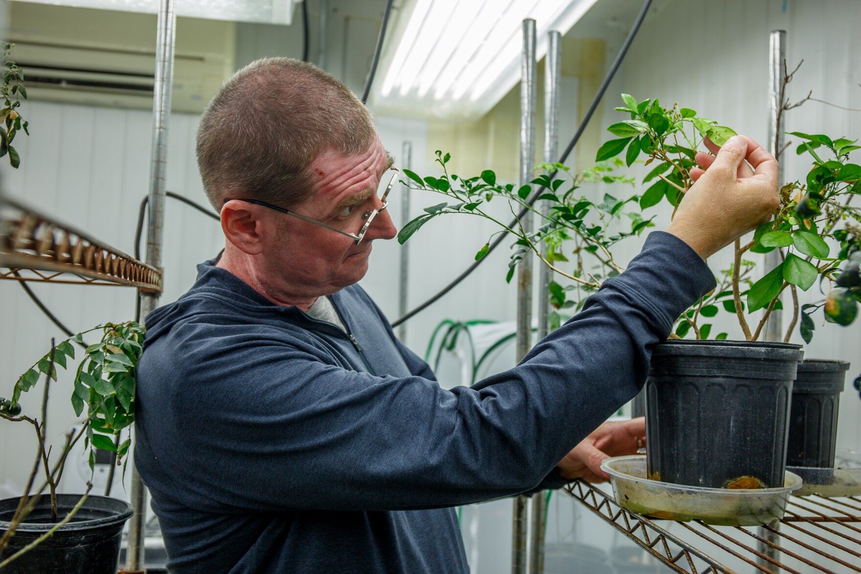 Genetically modified trees offer hope for Florida's citrus industry | WUSF