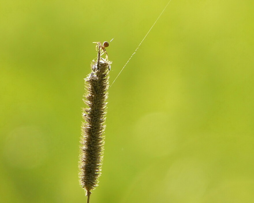 Ballooning Spider (Credit: Breanna Drixler; Flickr)