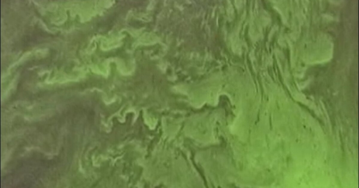 Lake Okeechobee's annual summer blue-green algae outbreak 'close to the worst'