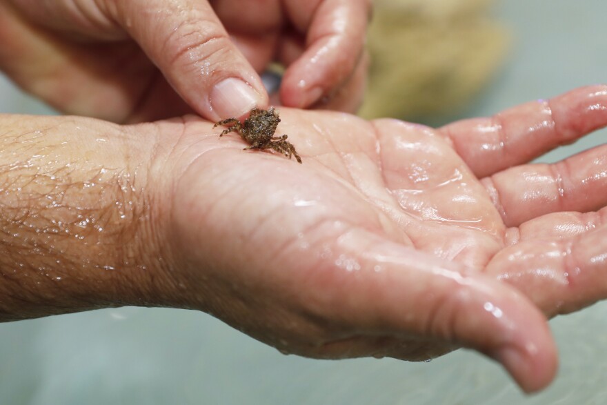 Young Caribbean king crab, a direct result of the reproduction efforts at Mote's Florida Coral Reef Restoration Crab Hatchery Research Center.
