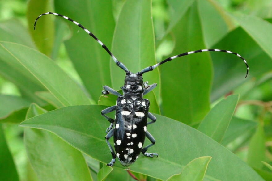 Asian longhorned beetles haven't made it to Indiana yet, but the DNR says residents should keep a look out.