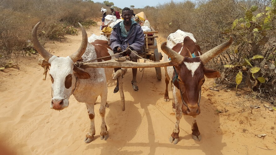 A man starts a three-hour journey back home after collecting food for his family and neighbors from a food distribution center run by the World Food Programme in southern Madagascar.