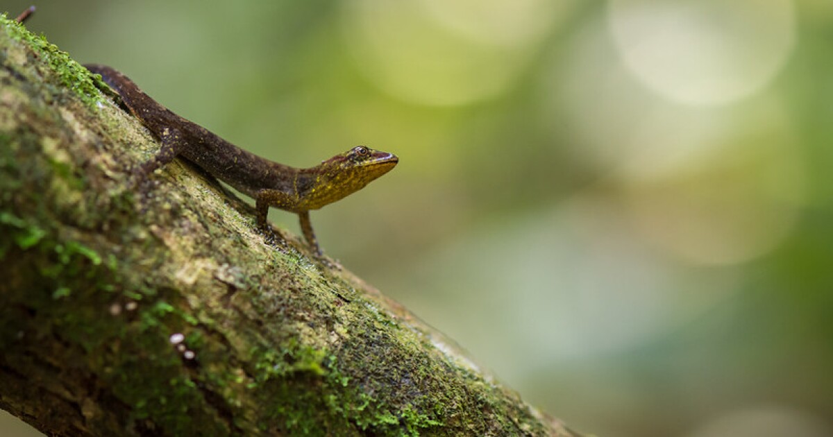 Colombia protecting its rainforest