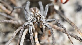 A wolf spider