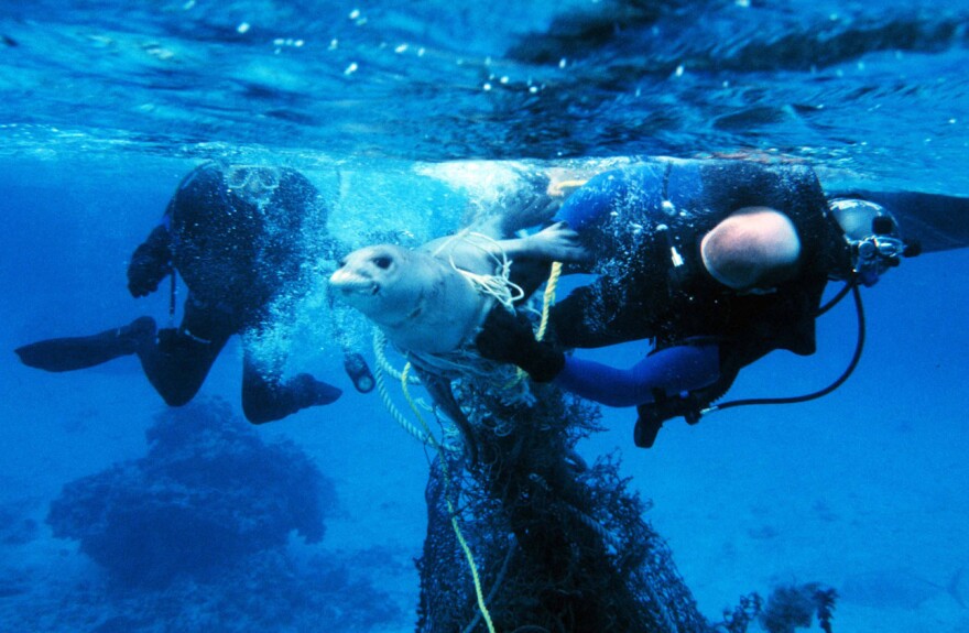 Divers release a seal from fishing gear. Getting entangled in active or abandoned fishing gear often leads to injury or death in marine mammals.