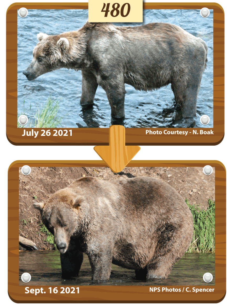480 Otis, who is believed to be around 25 years old, emerged from hibernation looking very thin and facing health problems. But he deftly navigated both inter-bear relationships and a salmon-rich river to put on much-needed weight.