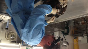 Kevin Hynes of the New York state Department of Enviornmental Conservation performs a necropsy on a bald eagle.