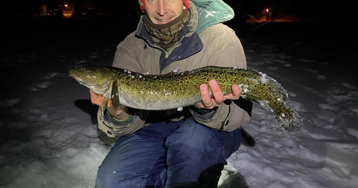Meet the burbot: The slimy fish that only spawns in winter