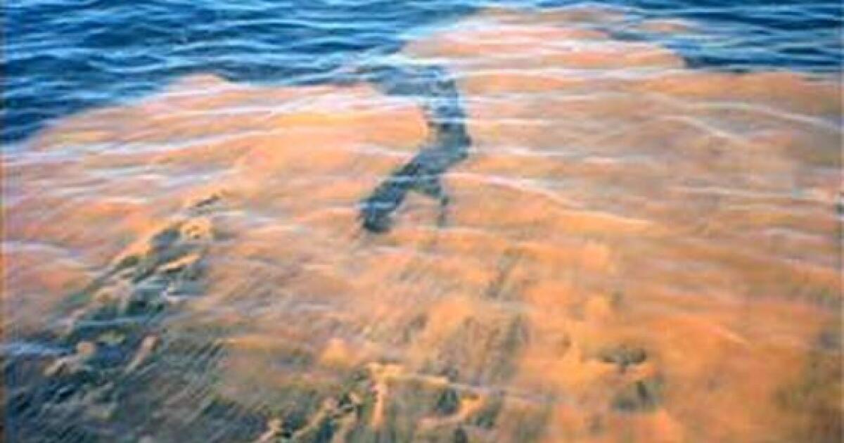 It Turns Out Masks Can Also Protect Us From Red Tide