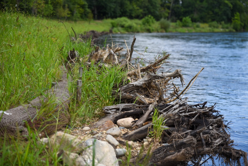 Tree trunks are embedded into the outer bank of one curve in the Kalamazoo River. The roots face out to capture capture floating vegetation and sediment which will help strengthen the bank. It's also good habitat for small aquatic organisms, turtles, and fish.