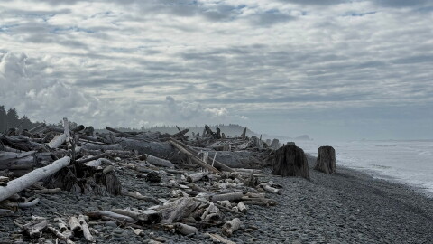 Driftwood sits on a beach beach near Queets on Washington's Olympic Peninsula, Sept. 7, 2026. (AP Photo/Annika Hammerschlag)