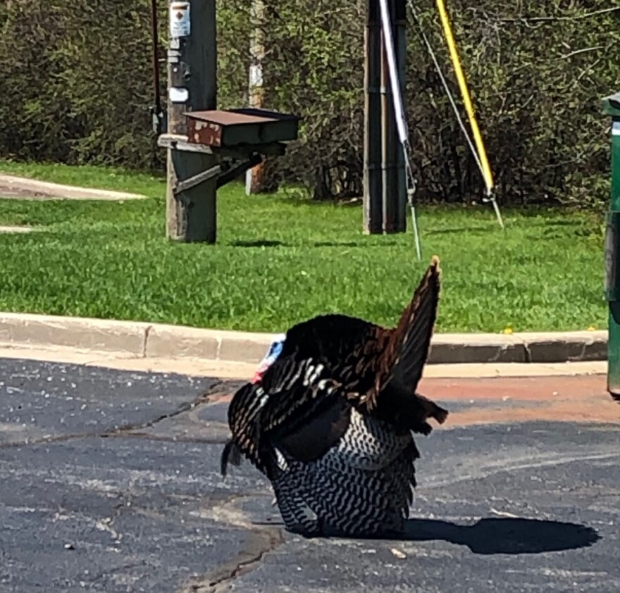 One of many turkeys living in Wauwatosa.