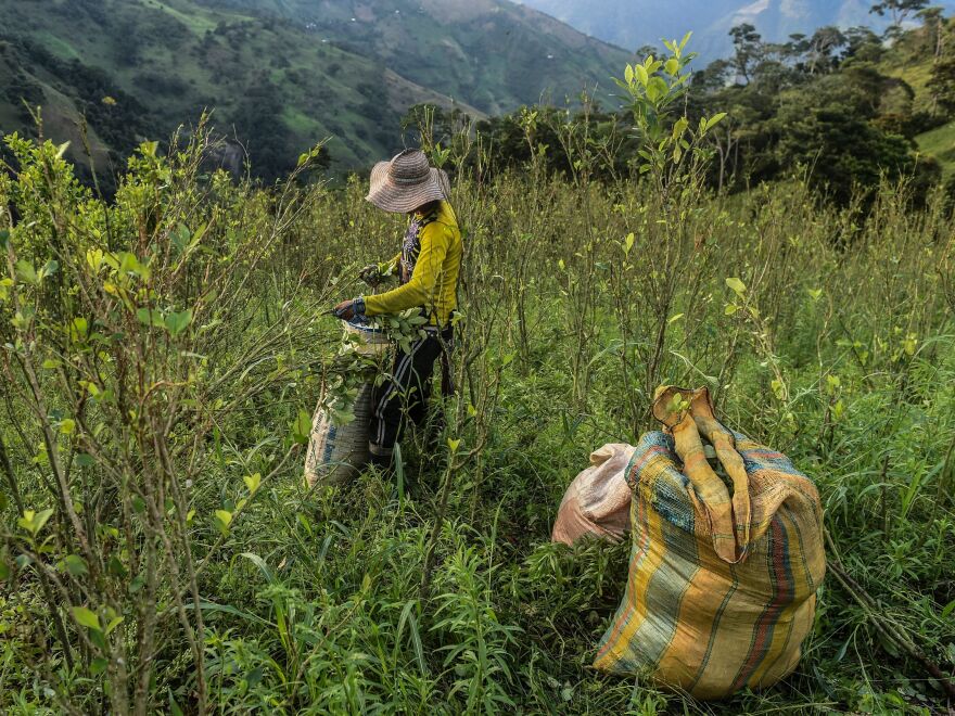 A farmer picks coca leaves in a field in Colombia's Antioquia department last November.