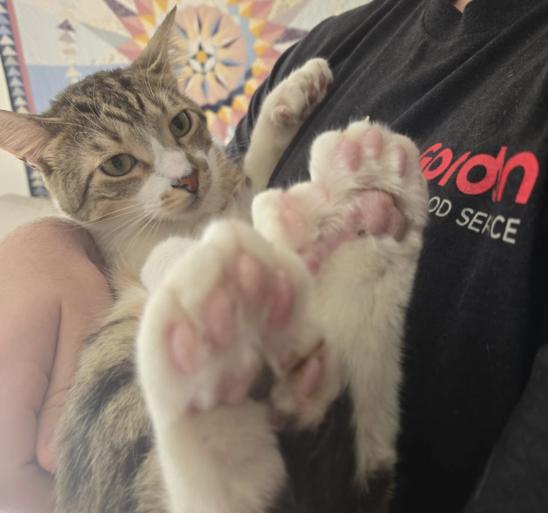 Lansing polydactyl cat ties Guinness World Record for most toes