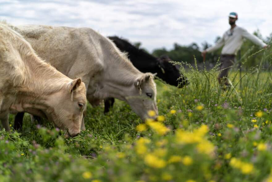 Cattle graze on a ranch in Lufkin, Texas. (David Goldman/AP)